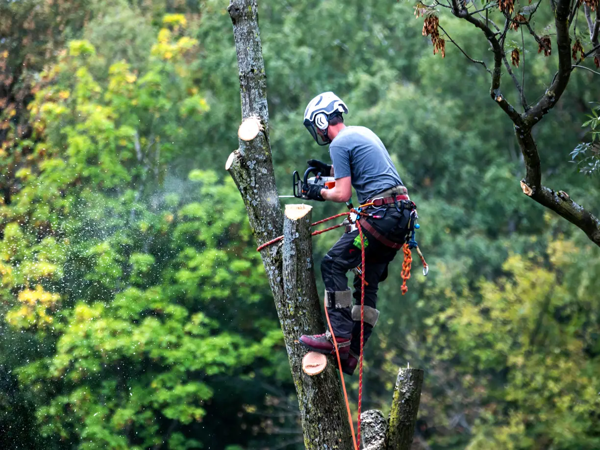 Fortress Tree Service Bellevue Tree Care Tree Maintenance Tree Service Tree Trimming Arborist Tree Removal Tree Pruning