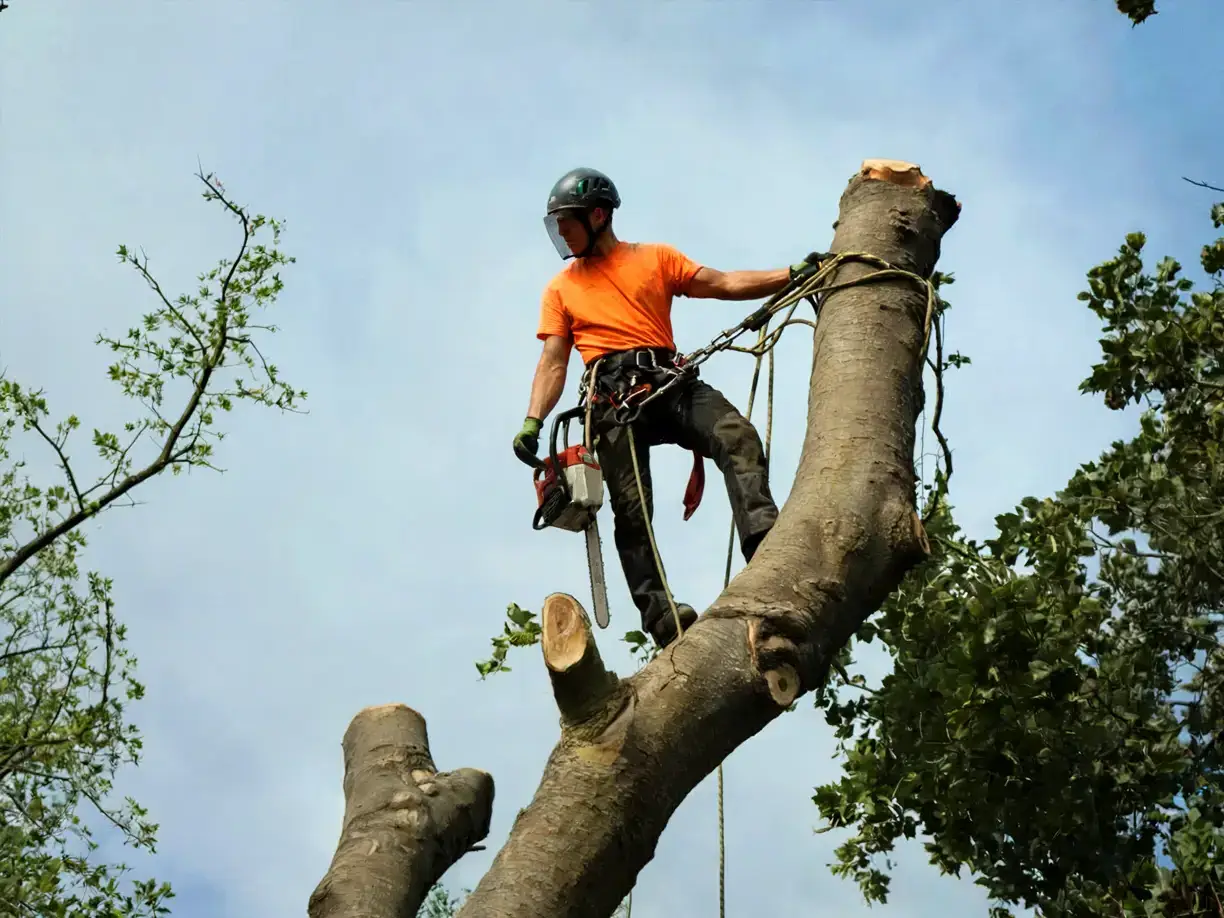 Fortress Tree Service Bellevue Tree Care Tree Trimming Arborist Tree Removal Tree Pruning Tree Maintenance Tree Service