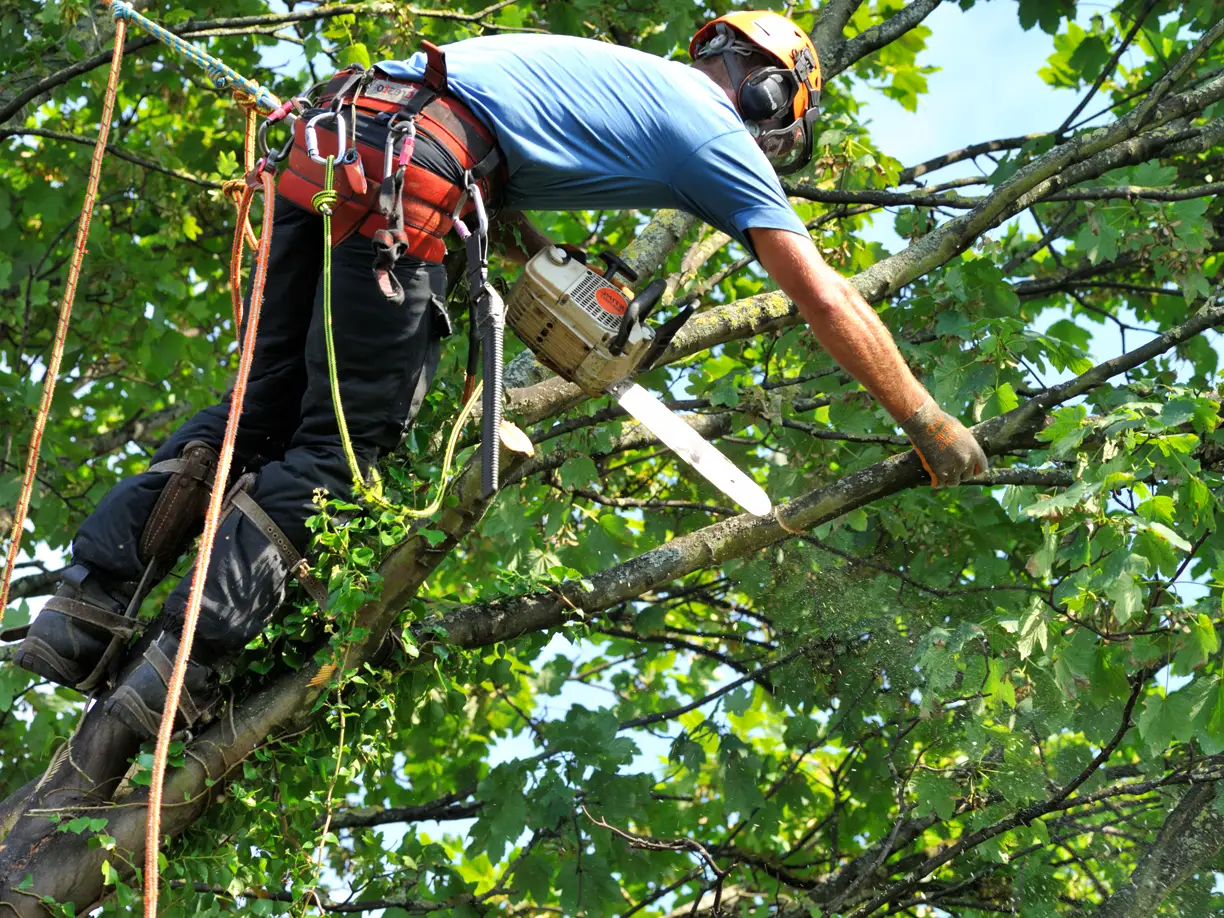 Fortress Tree Service Bellevue Tree Trimming Tree Service Tree Maintenance Tree Care Tree Pruning Tree Removal Arborist